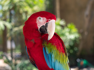 Indonesia, november 2019: Parrot ara is a genus of macaws, the green-winged macaw, also known as the red-and-green