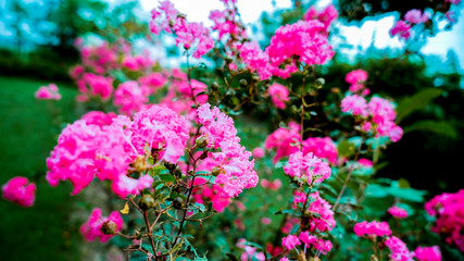 Obraz premium Flower