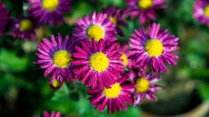 purple flowers in the garden