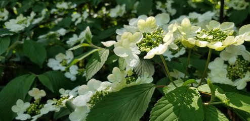 white flowers in the garden