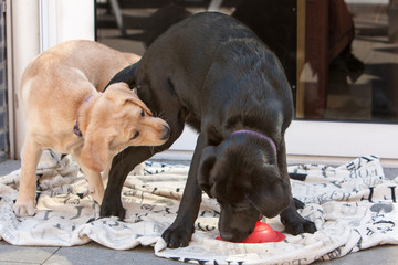 Blonde labrador pup hapt in poot van zwarte labrador pup die speelt met ufo