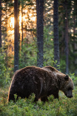 Big brown bear with backlit. Sunset forest in background. Adult Male of Brown bear in the summer forest. Scientific name: Ursus arctos. Natural habitat.