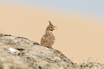 Crested lark galerida cristata singing on rock. Cute common south meadow songbird in wildlife.