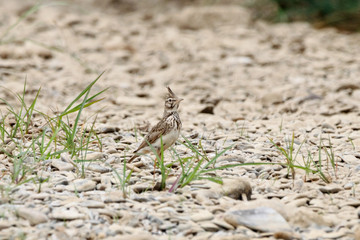 Crested lark galerida cristata standing on ground. Cute common south meadow songbird in wildlife.