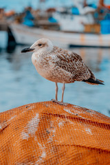 seagull between fishing nets in the port of Matosinhos, near Porto, in Portugal