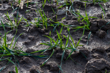 Wintergetreide im feuchten Boden