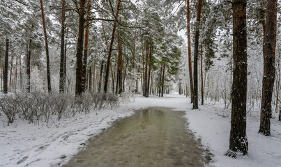 Winter. Snowy forest. Branches bend from a lot of snow. Beautiful winter landscape. Thaw. It is...