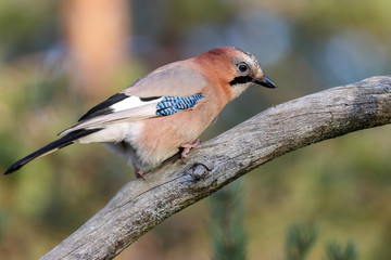 Eurasian jay