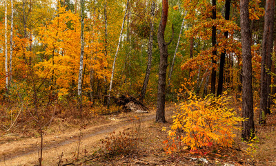 Obraz premium Autumn forest. The path meanders among the trees. Good weather. Beautiful autumn colors.
