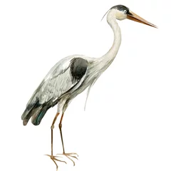 Foto op Plexiglas heron birds on isolated white background, watercolor illustration © Hanna