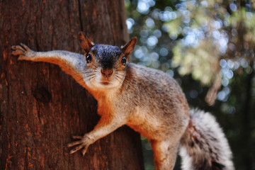 Squirrel
