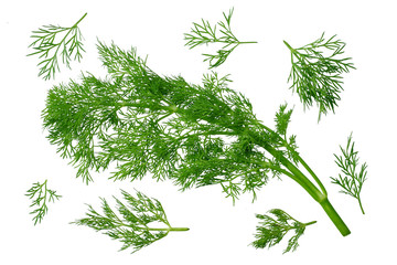 fresh green dill isolated on white background. top view