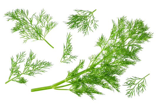 fresh green dill isolated on white background. top view