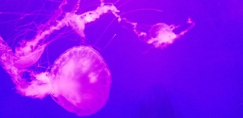 jellyfish in water