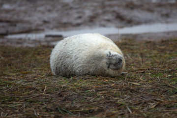 Naklejka premium baby seals laid on the grass