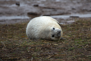 Obraz premium baby seals laid on the grass