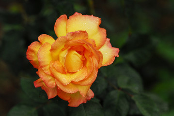 Orange Rose in the botanic garden of Funchal, Madeira, Portugal