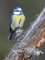 Blue tit