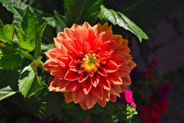 Orange Garden Dahlia Pinnata, national flower of Mexico