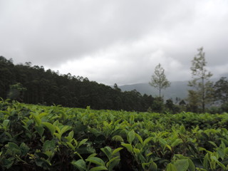 Fototapeta premium Tea Leaves