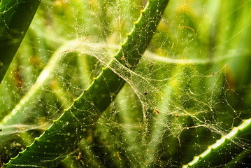 Close-up of a Spider web between Aloe Vera plant in the botanic garden of Funchal, Madeira, Portugal