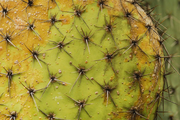 Close-up of a cactus in the botanic garden of Funchal, Madeira, Portugal