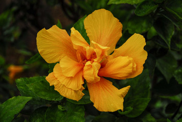 Orange hibiscus in the botanic garden of Funchal, Madeira, Portugal