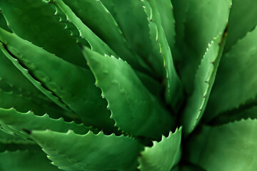 close up of green cactus with sharp leaves sticking