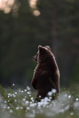 brown bear cub standing at sunset with forest background © Erik Mandre
