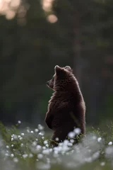 Fototapeten brown bear cub standing at sunset with forest background © Erik Mandre