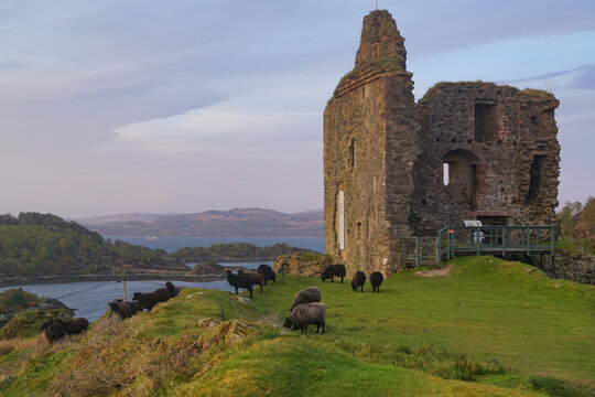 Sheep in front of the ruins of the Tarbert Castle in Scotland