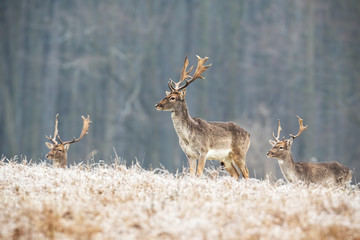 Herd of young fallow deer, dama dama, stags in winter standing on a frosted meadow with forest in background. Animal wildlife in nature. Cold weather in wilderness.