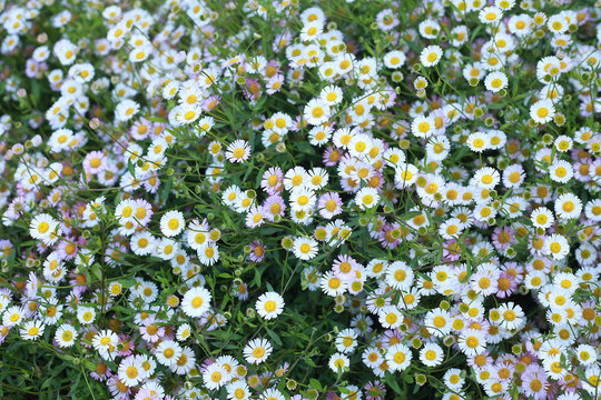 Erigeron karvinskianus