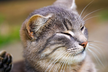 Beautiful cat washing his face in the back yard, close-up