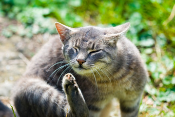 Beautiful cat washing his face in the back yard, close-up