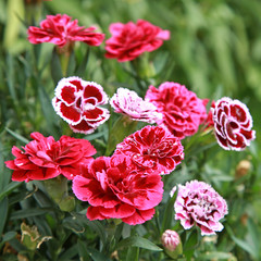 Oeillets Oscar trouper	dans un massif