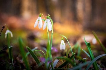 White tender snowdrops in dark forest on blurred background in sunny weather_