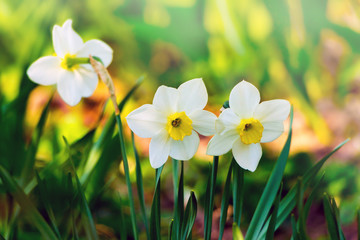 White daffodils on blurred background in sunny weather_