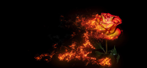 A burning rose with waterdrops