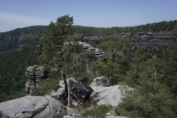 Single trees clawing into the sandstone of the Elbe Sandstone Mountains