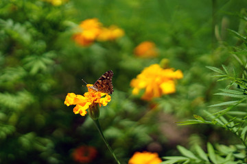 butterfly, insect, flower, yellow, nature, flowers, 