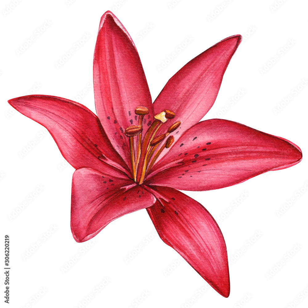 Wall mural beautiful lily, red flower on an isolated white background, watercolor illustration