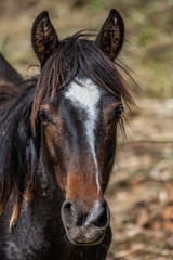 Obraz premium Jeju horse having Ganjeoni, a white line stretching from forehead to nose