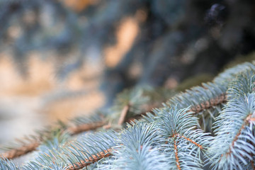 Naklejka na ściany i meble Branches of blue spruce, pine . Blurred natural floral textured background