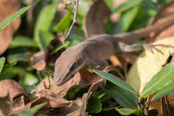 A Carolina Anole munches on a spider for lunch. Yates Mill County Park, Raleigh, North Carolina.