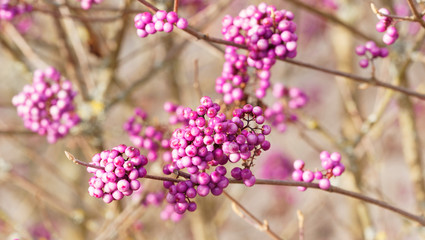 Winterfrucht von Lila Berren der Chinesische Schönfrucht (Callicarpa giraldii oder bodinieri)