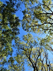 Obraz premium The canopy