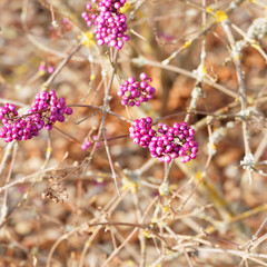Winterfrucht von Lila Berren der Chinesische Schönfrucht (Callicarpa giraldii oder bodinieri)