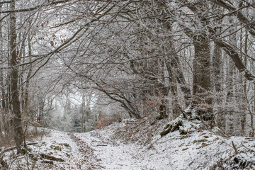 Raureif im Wald