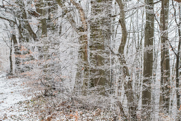 Raureif im Wald